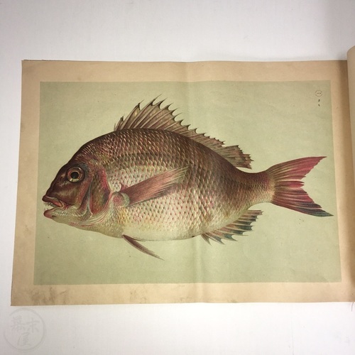 Namima no Nishiki - Brocades of the Waves Lovely coloured lithographs of various fish