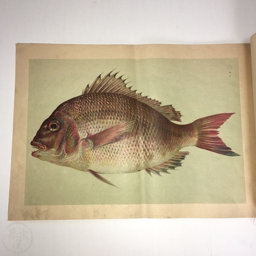 なみまの錦 魚の多色石版