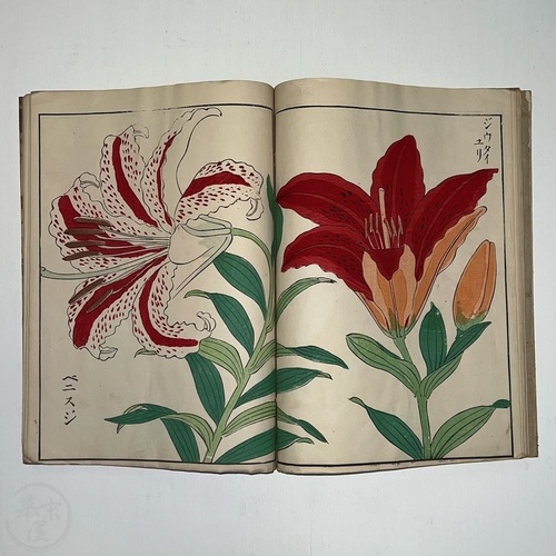 Selection of Lilies for Export by Ikeda Jirokichi