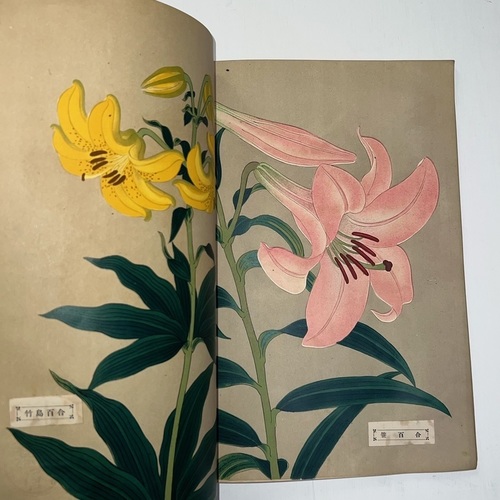 Lilies of Japan Filled with lovely, colour lithographs