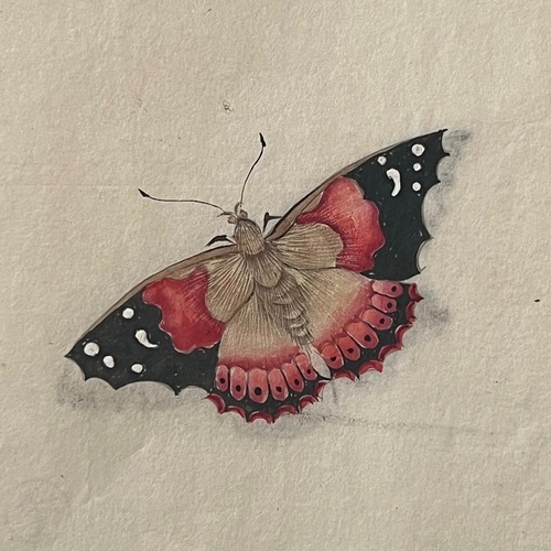 群蝶譜　蝶々の絵図 益頭峻南写