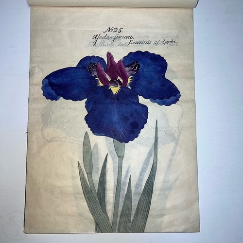 Stunning Manuscript of Irises Twenty-two stunning, large illustrations