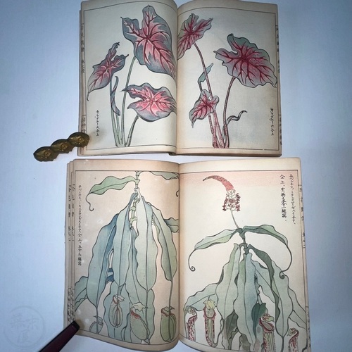 珍花図譜　2冊揃 山名友石著