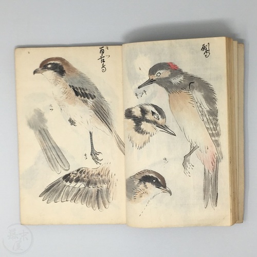 Manuscript Pair of Flower & Bird Illustrations by Fukuda Shojo