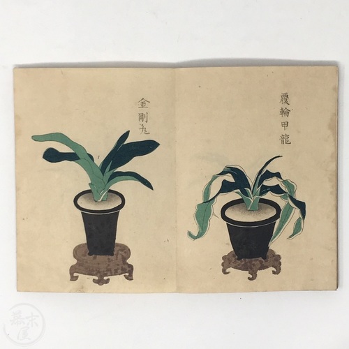 Illustrations of Rohdea Japonica (Omoto) by Okubo Koshichi