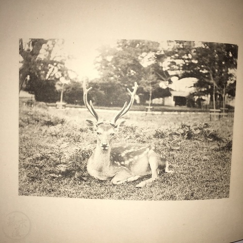 Photo Book of Deer in Japan by Kawai Chiku