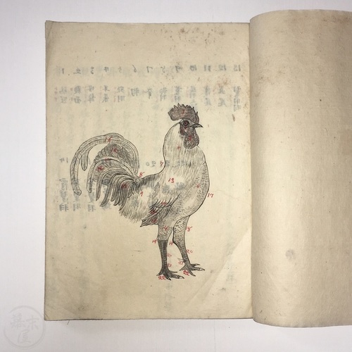  英国最良点ノ表準 (テゼットメイア著「家禽書」抄録)  写本