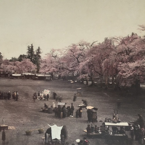 大形古写真　仙台公園の桜 滅多にない仙台古写真